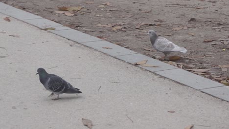 Two-lovely-pigeons-walking-across-the-street