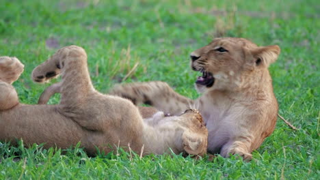 Lion-Cubs-Playfighting-On-The-Grassland-In-Savuti,-Botswana---closeup-shot