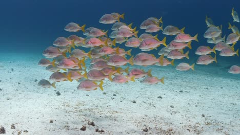 Following-a-large-group-of-fish-in-Vanuatu-island-chain