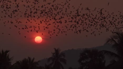 Thousands-of-bats-fly-above-a-lush-jungle-forest,-silhouetted-by-the-bright-orange-glowing-setting-sun-in-a-hazy-sky-in-Battambang,-Cambodia