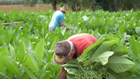 Alte-Bauern,-Die-Tabak-Ernten