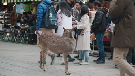 Tourist-Petting-A-Deer-As-He-Passes-By-Walking-In-The-Street-In-Nara-Park,-Japan---Closeup-Shot