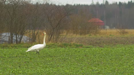 Single-white-mute-swan-relaxing-and-watching-in-green-rape-field-in-overcast-spring-day,-medium-shot-from-a-distance