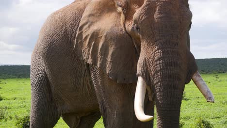 Ein-Afrikanischer-Elefantenbulle-Mit-Einem-Abgesägten-Oder-Gebrochenen-Stoßzahn,-Der-Durch-Das-Grasland-Des-Addo-elefanten-nationalparks-Streift