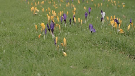 Flores-De-Azafrán-En-Hierba-Verde-En-Primavera