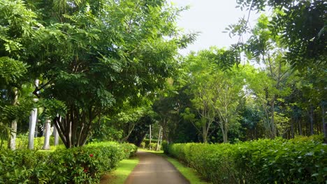 4K-Hawaii-Kauai-gimbal-wide-shot-walking-on-a-bush-and-tree-lined-path
