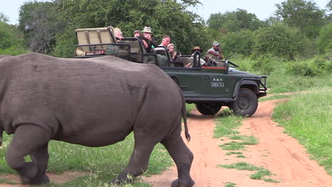 Close-view-of-rhinos-walking-behind-safari-vehicle-on-dirt-road-in-South-Africa