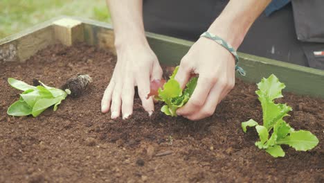 Transplanting-lettuce-into-raised-garden-bed-young-male-gardener