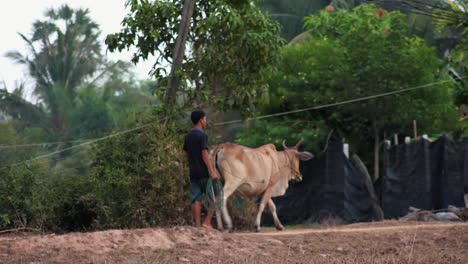 Asian-Man-Walking-His-Bull-Through-the-Cambodian-Countryside