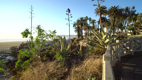 Statische-Aufnahme-Von-Palmen-Mit-Ozeanhintergrund-In-Santa-Monica,-Kalifornien