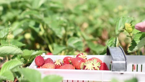 Bauer-Weiße-Hand-Pflückt-Rote-Frische-Erdbeeren-Und-Füllt-Eine-Weiße-Plastikbox