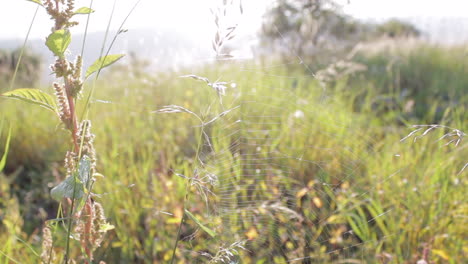 Spinnennetz-Im-Gras