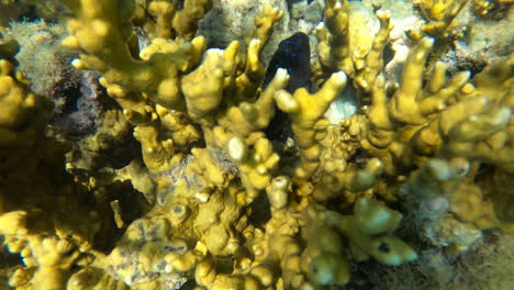 Enthüllen-Schöne-Blau-Gefleckte-Fische-In-Einem-Korallenriff-In-Brasilien