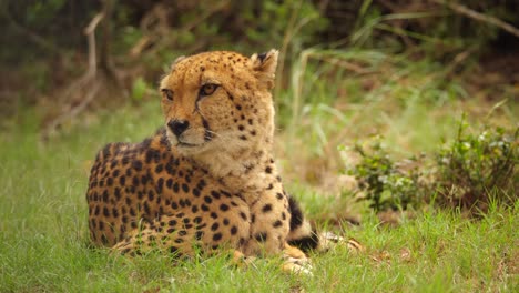 Majestic-cheetah-lying-on-green-grass-turns-head-slowly-right-to-left,-close-up