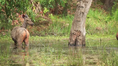 Sambar-Deer-feeding-on-Water-reeds-standing-knee-deep-in-water-in-the-Jungle-of-Bandhavgarh-in-Central-India-,-early-morning