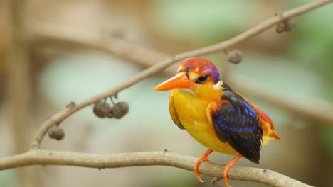 Colourful-Oriental-Dwarf-Kingfisher-female-sits-on-a-forest-perch-during-monsoon