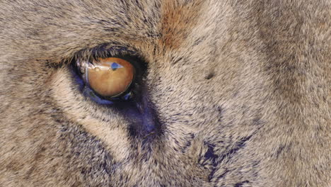 Extreme-Close-Up-Lion-Eye-Opening-and-Closing