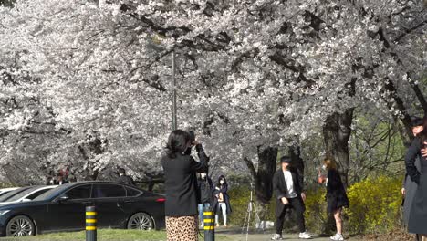 Koreaner,-Die-Eine-Chirurgische-Maske-Tragen-Und-Selfie-Mit-Einem-Smartphone-Unter-Sakura-bäumen-Machen