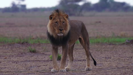 A-Black-Maned-Lion-Walking-And-Stretching-Casually-In-The-Grounds-Of-Nxai-Pan-National-Park