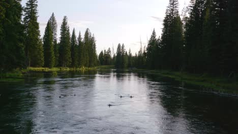 Wide-view-of-ducks-swimming-upstream-on-a-river-with-green-pine-trees-surrounding-them