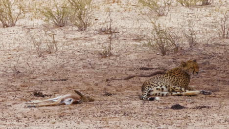 Südostafrikanischer-Gepard,-Der-Neben-Einem-Frisch-Getöteten-Springbockkadaver-Gähnt-Und-Sich-Entspannt
