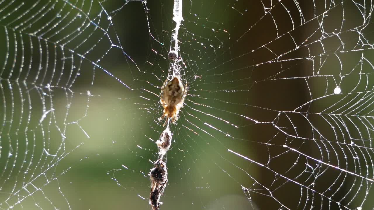 15 COOL SPIDER WEBS 