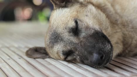 A-flea-crawling-through-the-fur-on-a-sleeping-dog's-head---close-up