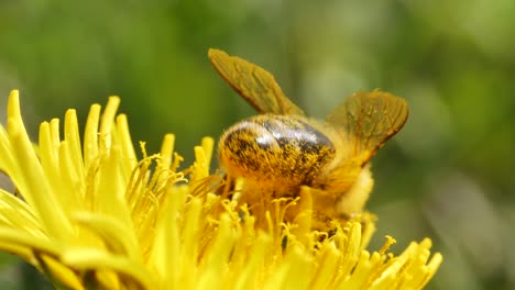 Makro-Nahaufnahme-Einer-Biene,-Die-Während-Der-Bestäubungszeit-Pollen-In-Gelben-Blüten-Sammelt