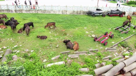 Vieh,-Das-Frisches-Grünes-Gras-Am-Rande-Eines-Dorfes-In-Hongkong-Frisst,-Luftbild