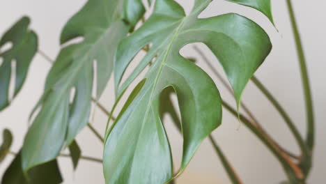 Review-of-a-plant-monstera-indoors