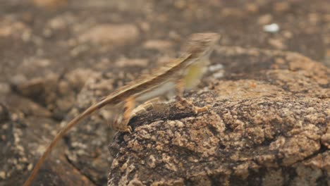 A-White-Fanned-Sitana-lizard-is-displaying-its-fan-to-show-it-to-the-prospective-females-for-courting-and-also-to-ward-off-its-opponents-from-the-territory