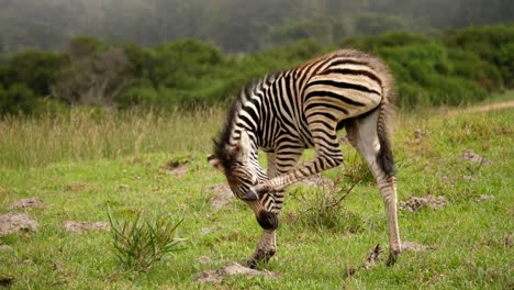 Zebra-foal-scratches-muzzle-in-Addo-Elephant-National-Park,-day