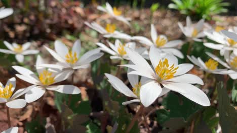 Bloodroot-Wildblumen-In-Den-Appalachen