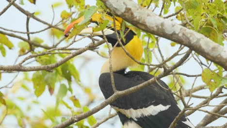 Male-of-Great-Pied-Hornbill-Bird-sits-in-a-Fig-Tree-taking-out-a-fig-in-its-beak-and-eating-it-,-it-has-a-red-eye-and-a-amazing-looking-cask-over-its-huge-yellow-beak,-in-the-Western-Ghats-of-India