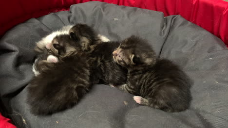 Cute-newborn-kitty-meows-at-its-sleeping-siblings,-Close-up