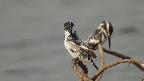 Ein-Paar-Schecken-eisvögel-Sitzen-Auf-Zweigen-Direkt-über-Dem-Fließenden-Wasser-Des-Sees-Und-Putzen-Ihre-Federn-Am-Frühen-Morgen-In-Indien