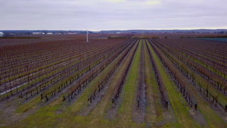 Aerial-flying-fast-over-wine-country-vineyards-in-late-winter