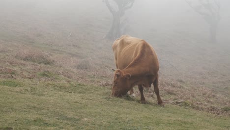 Tiro-Estable-De-Una-Vaca-Marrón-De-Las-Tierras-Altas-Comiendo-Hierba-En-El-Bosque-De-Laurissilva-Durante-La-Niebla