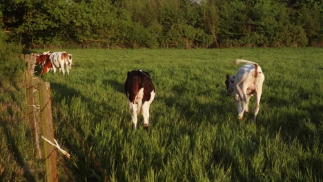Lindas-Vacas-Jóvenes-Comienzan-A-Correr-Juguetonamente-Sobre-Un-Prado-Verde-Mientras-Brilla-El-Sol