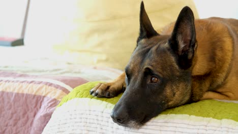 sad-dog,-bored-dog,-big-dog-laying-down-on-bed-resting-indoors