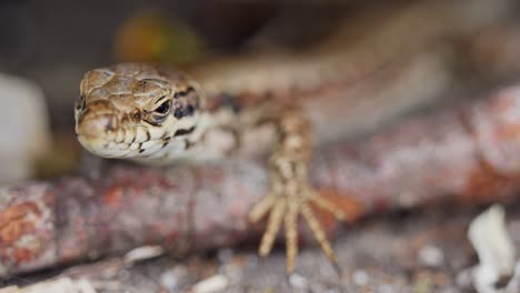 Close-up-shot-showing-face-details-of-lizard-in-focus-and-blurred-background