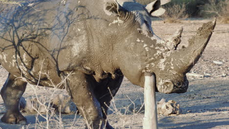 Un-Rinoceronte-Blanco-Cubierto-De-Barro-Rascando-Y-Afilando-Su-Cuerno-En-Un-Tocón-De-Madera-En-El-Santuario-De-Rinocerontes-De-Khama,-Botswana