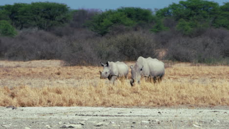 Rinoceronte-Blanco-Madre-Y-Cría-Caminando-Por-Las-Llanuras-De-Hierba-En-Un-Día-Soleado-Con-Ola-De-Calor-En-El-Santuario-De-Rinocerontes-De-Khama,-Botswana