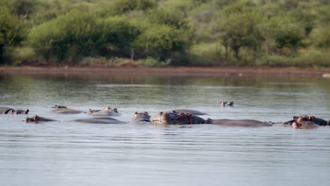 Manada-De-Hipopótamos-En-La-Superficie-Del-Agua-Del-Río,-Paisaje-Auténtico-Del-Parque-Nacional-Kruger,-Sudáfrica