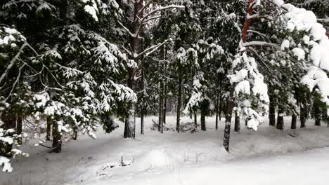 The-shot-of-snowy-pine-tree-forest-landscape-in-winter