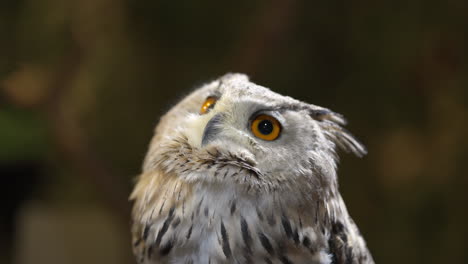 Close-up-shot-of-a-cute-white-Eurasian-eagle-owl-blinking-and-looking-up-for-preys
