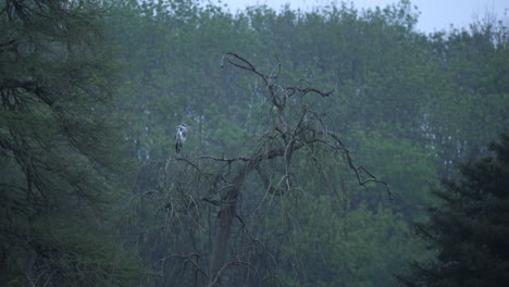 heron-bird-habitat-ecosystem-tree-nest-on-cold-morning