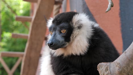 Close-up-of-ruffed-lemur-on-branch