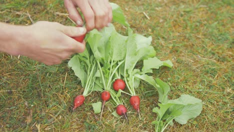 Harvested-radish-organic-grown-removing-leaves-and-root