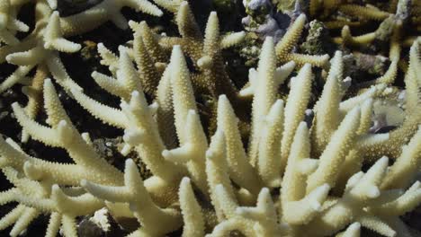 Bleached-white-staghorn-coral-reef,-global-warming-is-killing-reefs